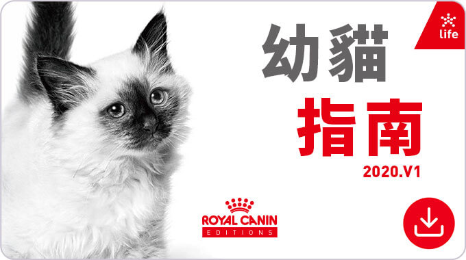 幼貓指南。