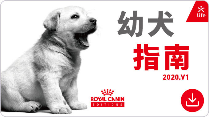 幼犬指南。