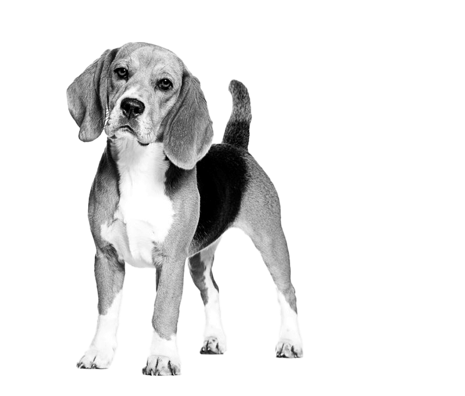 phase-03-3_page-05_005_米格魯