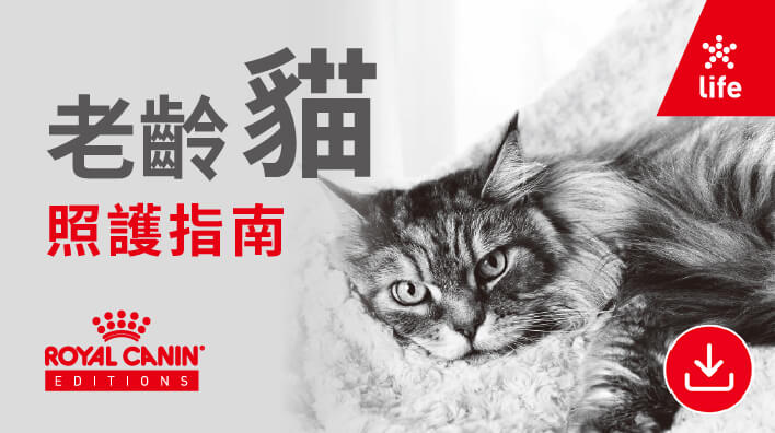 01.2025老齡貓照護指南final