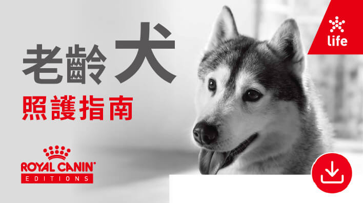 02.2025老齡犬照護指南final